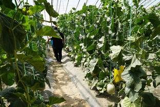 真实吃瓜户外视频