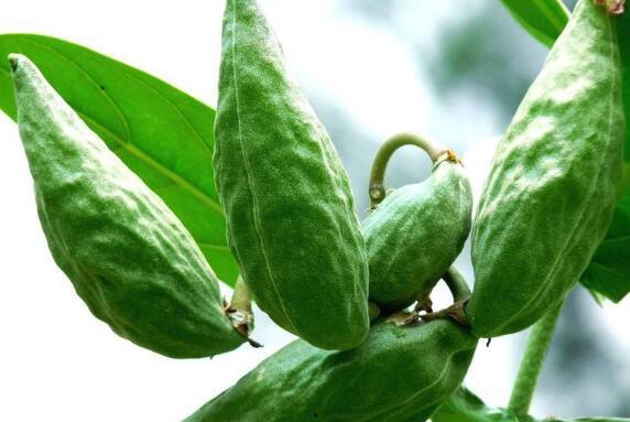 直播吃牛角瓜,牛角瓜美食之旅，尽享田园风味