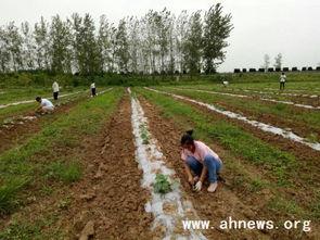 岗井村吃瓜,感受乡村田园生活