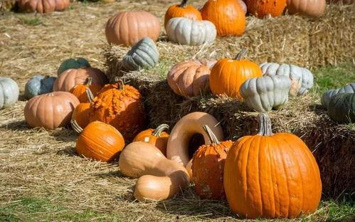 抽雪茄吃瓜,品味生活雅趣