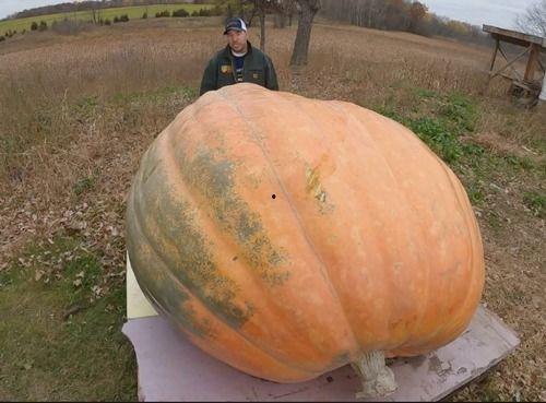 真正吃瓜,那些年我们真正吃过的瓜