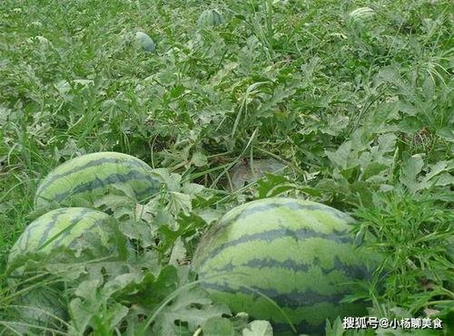 骑行瓜地吃西瓜,尽享夏日甜蜜时光