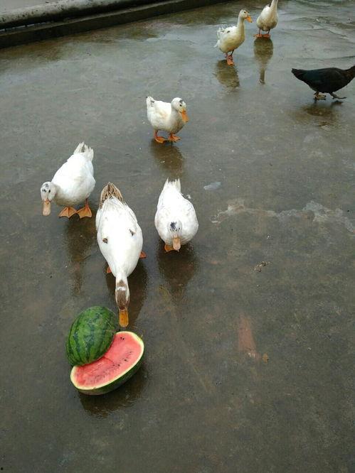 带你吃瓜科普鸭,揭秘娱乐圈那些不为人知的幕后故事