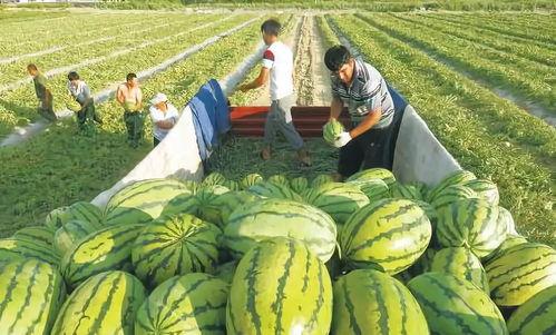 图哥吃生瓜,图哥挑战生瓜大冒险