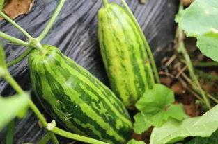 梦见吃八一瓜好吗,梦见吃八一瓜的吉凶预兆