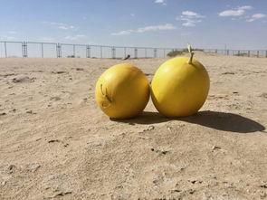 大地上吃瓜,探寻瓜果丰饶的田园生活