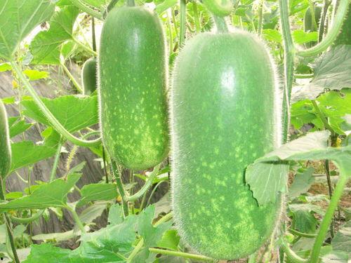 杨紫大瓜吃大瓜视频,揭秘娱乐圈幕后真相，吃瓜群众直呼过瘾