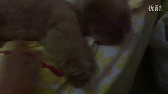 猫姐吃瓜的视频