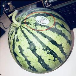 延安网红吃瓜,揭秘网红圈背后的故事