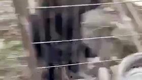 心机狗吃瓜,揭秘娱乐圈背后的秘密